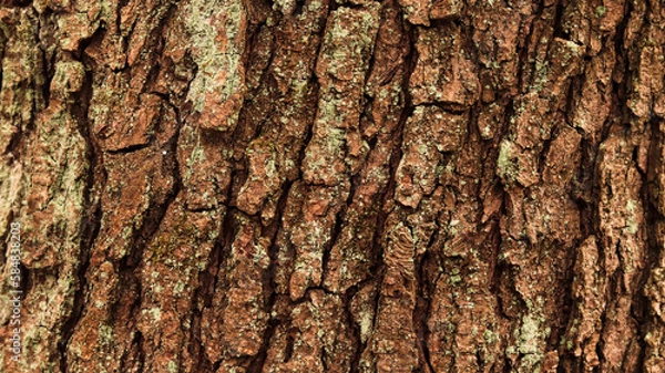Obraz tree bark texture