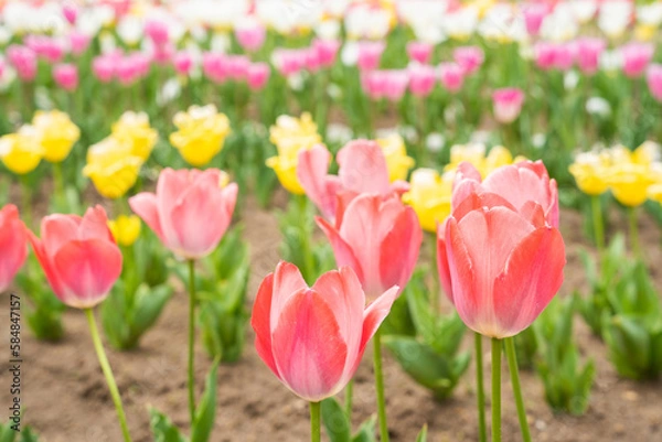 Obraz チューリップ畑