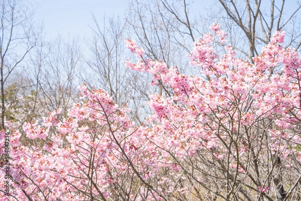 Obraz 青空に映える桜