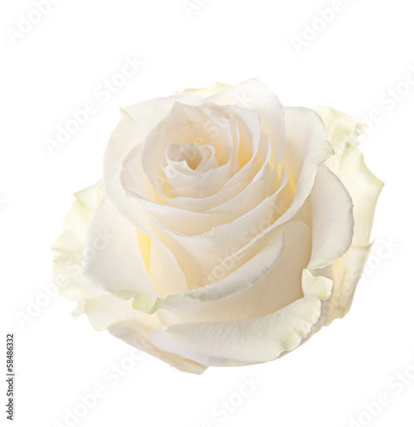 Obraz Bud of a white rose. isolated