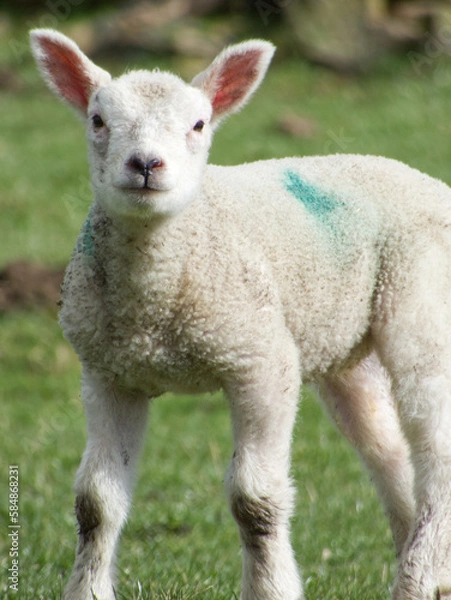 Obraz Springtime lamb
