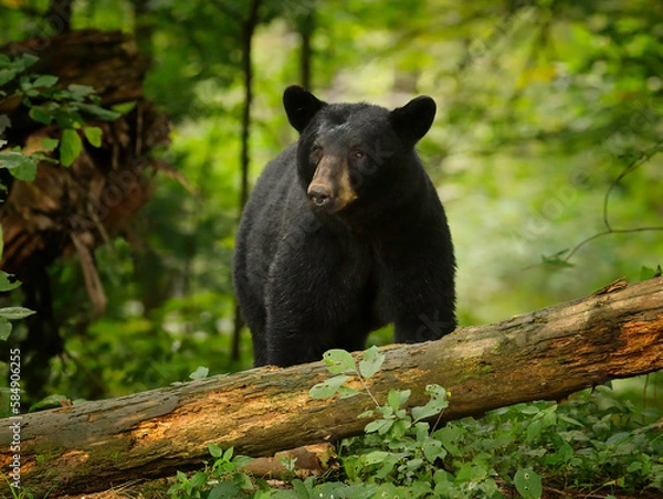 Obraz black bear in the forest