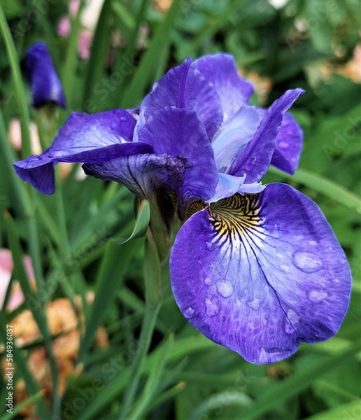 Fototapeta Blue iris flower. Iris flower in summer