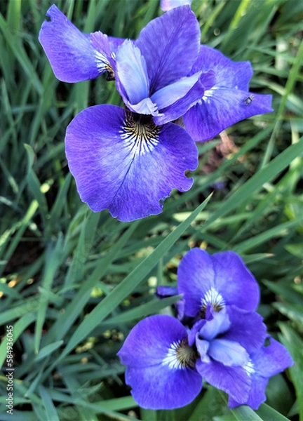 Fototapeta Blue iris flower. Iris flower in summer