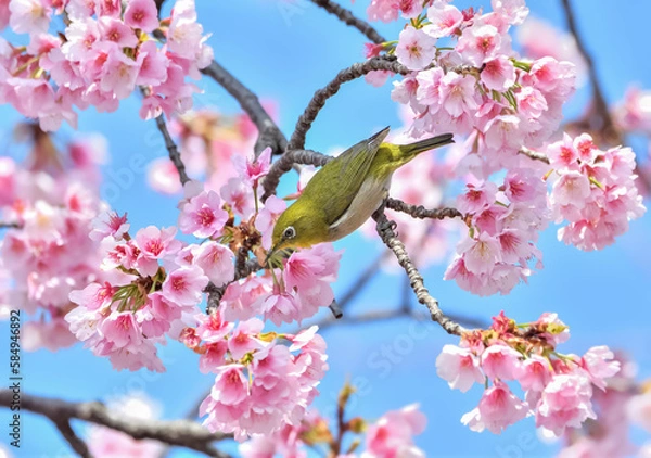 Obraz メジロと桜 