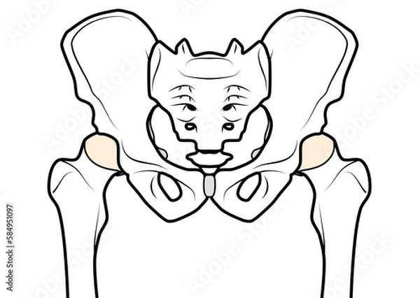 Obraz 骨盤と股関節　表記無し