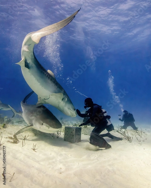 Fototapeta A Scuba Diver Feeds Two Tiger Sharks From a Bait Box at Tiger Beach in the Bahamas