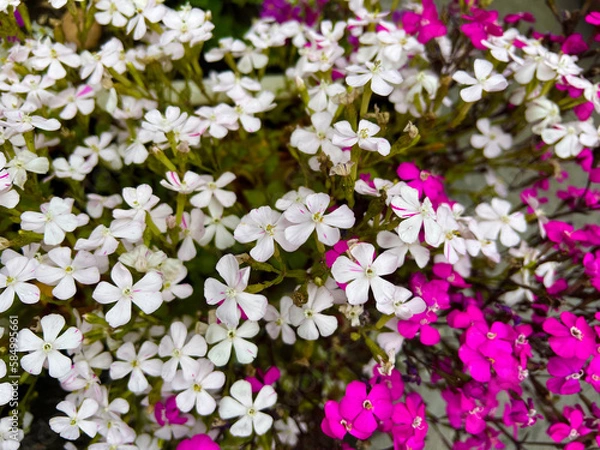 Obraz シレネ ホワイトパンサー