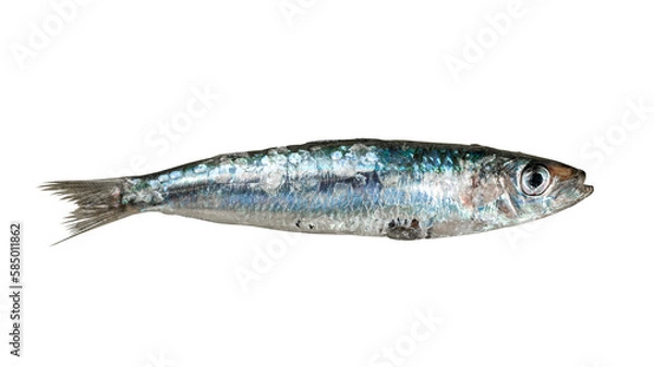 Fototapeta Anchovy fish vector isolated on transparent background. Sea anchovy minimal style wallpaper Vector anchovy with white background, organic shapes. Vector background for banner.