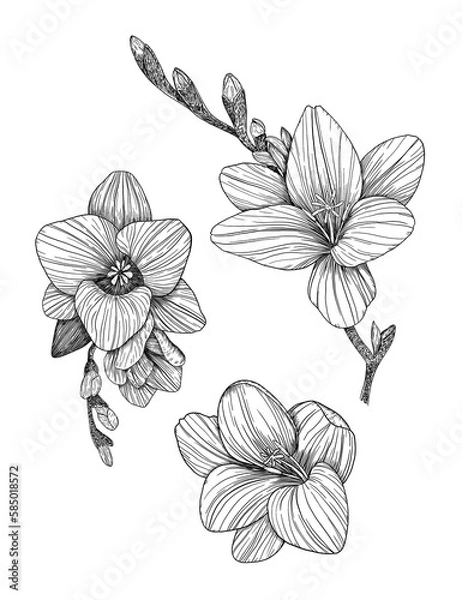 Obraz Freesia. Collection of floral elements. Hand-drawn. Graphics. Engraving