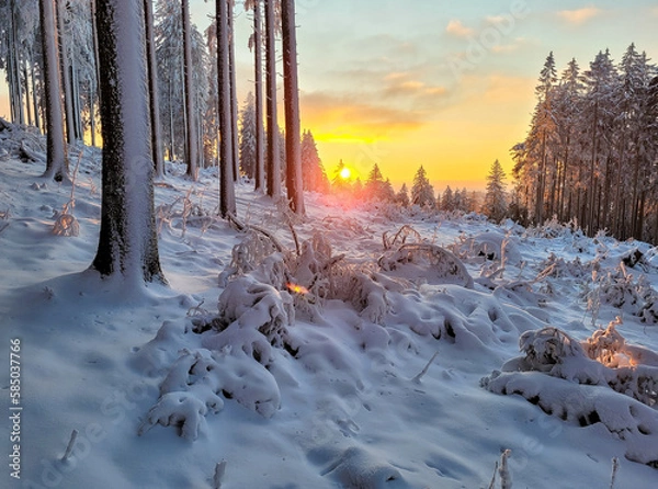 Obraz sunset in the forest