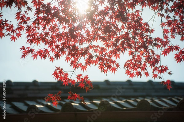 Fototapeta red maple