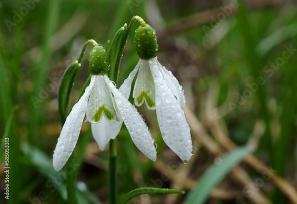 Fototapeta Flower heads of snowdrops with rain drops.