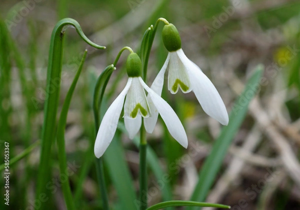 Fototapeta Flower heads of snowdrops close up.
