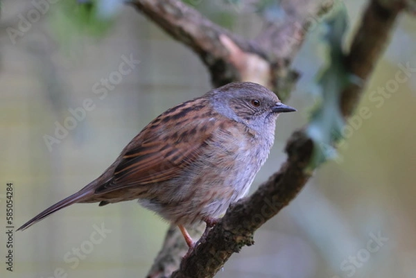 Obraz dunnock in a holly tree