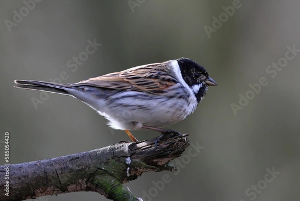 Obraz Reed bunting  on a branch