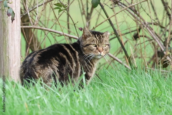Obraz cat on grass