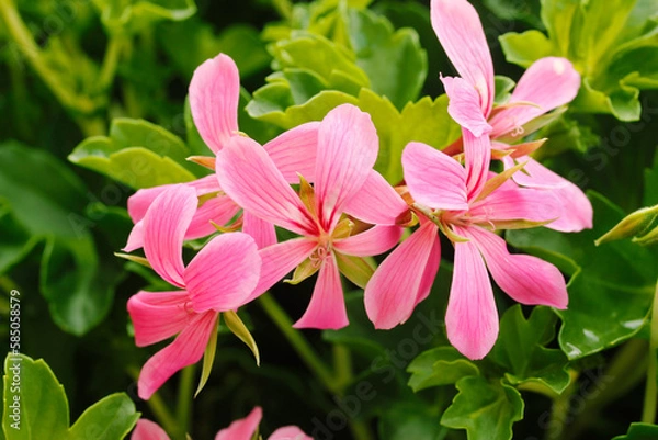 Obraz Ivy-leaf geranium. Pelargonium peltatum.