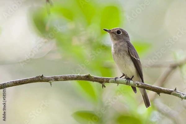 Obraz Asian brown Flycatcher