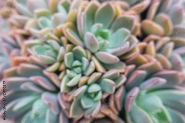 Obraz Nice blurry cactus use for background