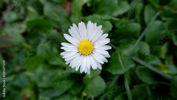 Fototapeta Close-up and selective focus single daisy on a green leafy background