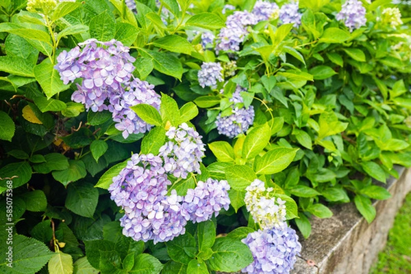 Obraz 梅雨に濡れた紫陽花