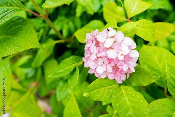 Obraz 梅雨に濡れた紫陽花