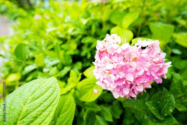 Obraz 梅雨に濡れたハート形の紫陽花