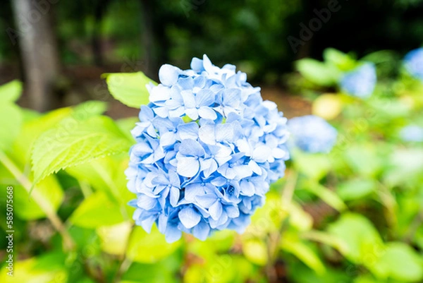 Obraz 梅雨に濡れた紫陽花