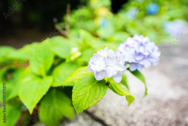 Obraz 梅雨に濡れた紫陽花
