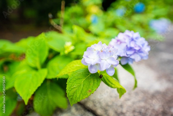 Obraz 梅雨に濡れた紫陽花