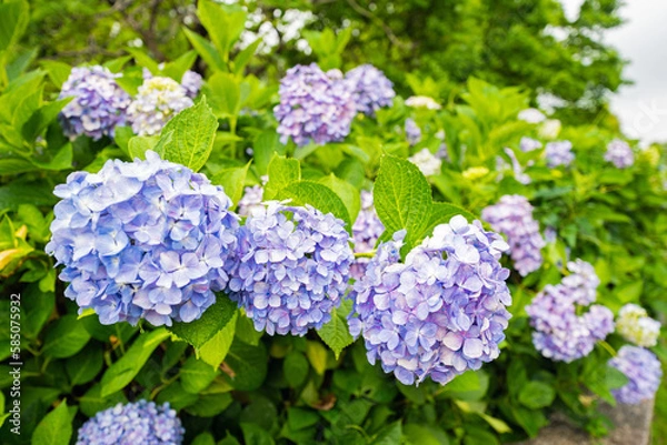 Obraz 梅雨に濡れた紫陽花