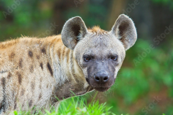 Obraz Hyena