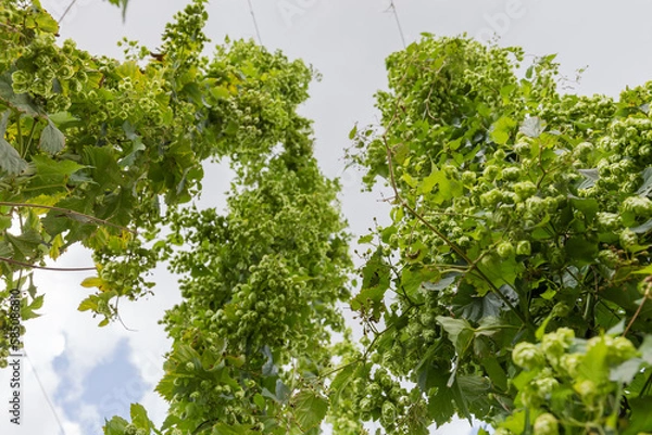 Fototapeta Hop stems with cones in hop yard against cloudy sky