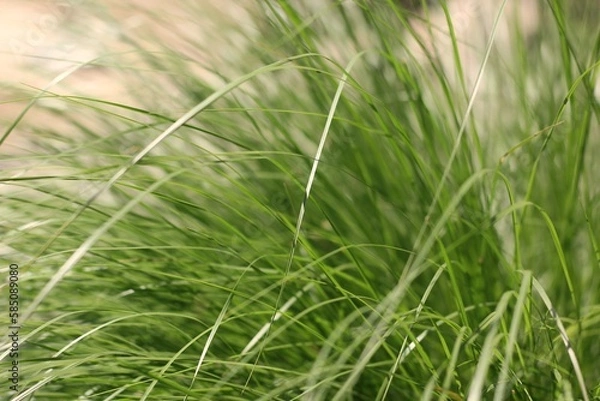 Fototapeta green grass background