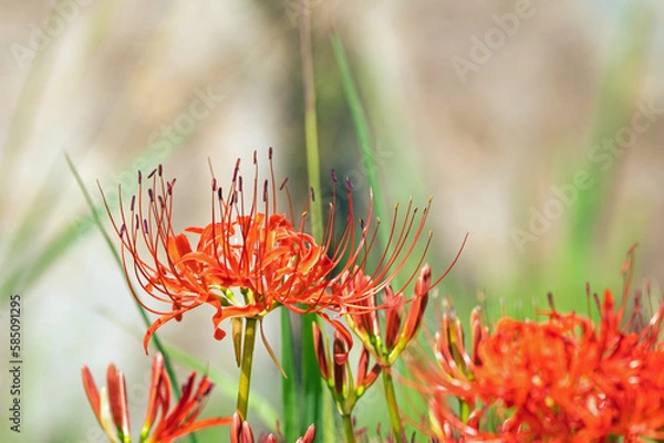 Obraz 赤い彼岸花