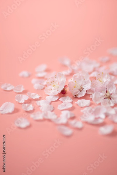 Obraz ピンクの背景と桜の花