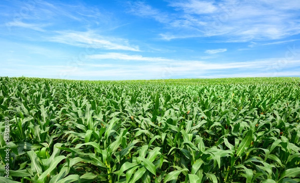 Fototapeta Corn field plantation with blue sky background.