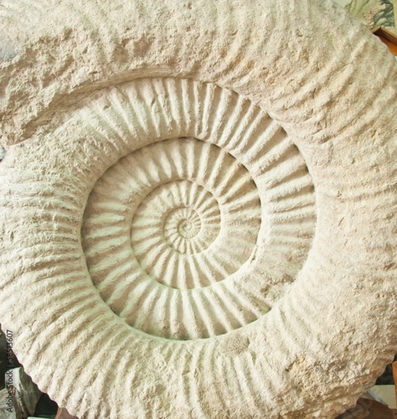 Fototapeta Ammonite fossil