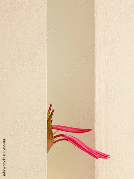 Fototapeta Flowers of tropical plant, maybe yucca-leaved Beschorneria (binomial name: Beschorneria yuccoides), protrude between two whitewashed walls of 20th-century coastal house in Florida. Minimalist view.