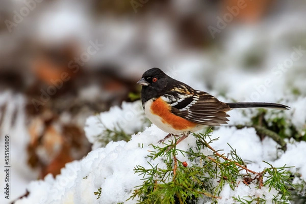 Fototapeta Spotted Towhee (Pipilo maculatus) in the snow