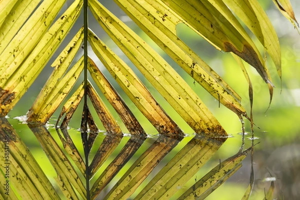 Fototapeta palm tree leaves, palm tree in the water