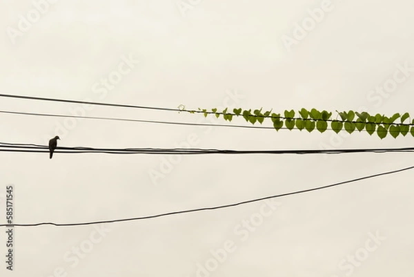 Fototapeta birds on a branch, bird on a 
wire.