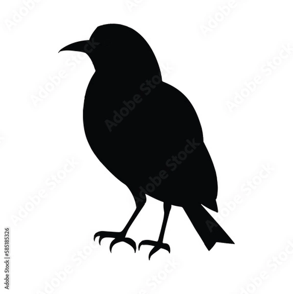 Fototapeta crow on white background