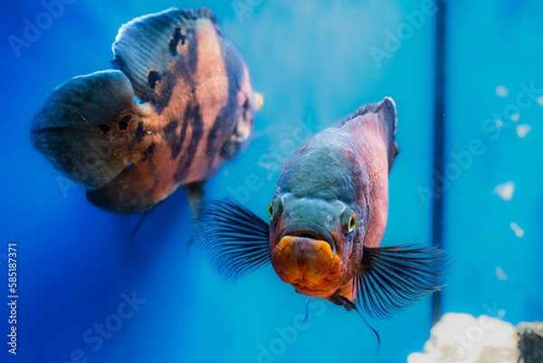 Obraz Tiger Oscar is waiting for dinner.