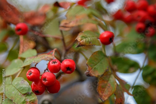 Obraz Rowanberries on a background of misty green leaves. Red rowanberries.