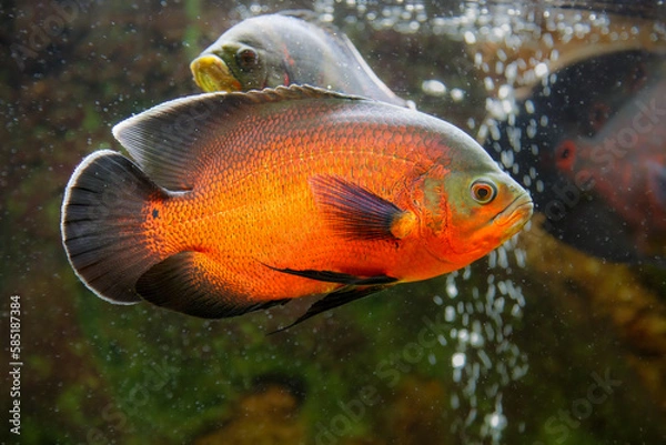 Obraz Tiger Oscar is waiting for dinner.