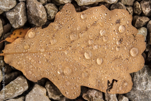 Obraz A brown oak leaf between stones.