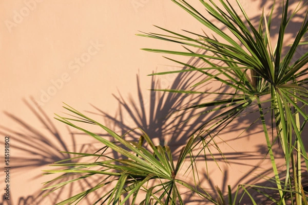 Fototapeta palm leaves on pink background