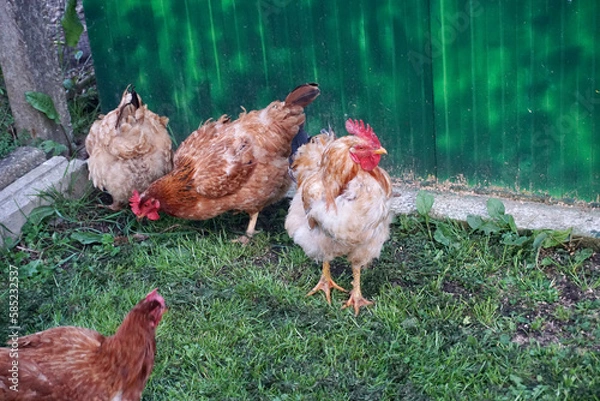 Obraz Red chicken walking over grass